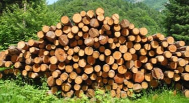 Fuel Wood