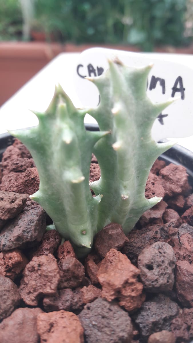 Caralluma Lutea