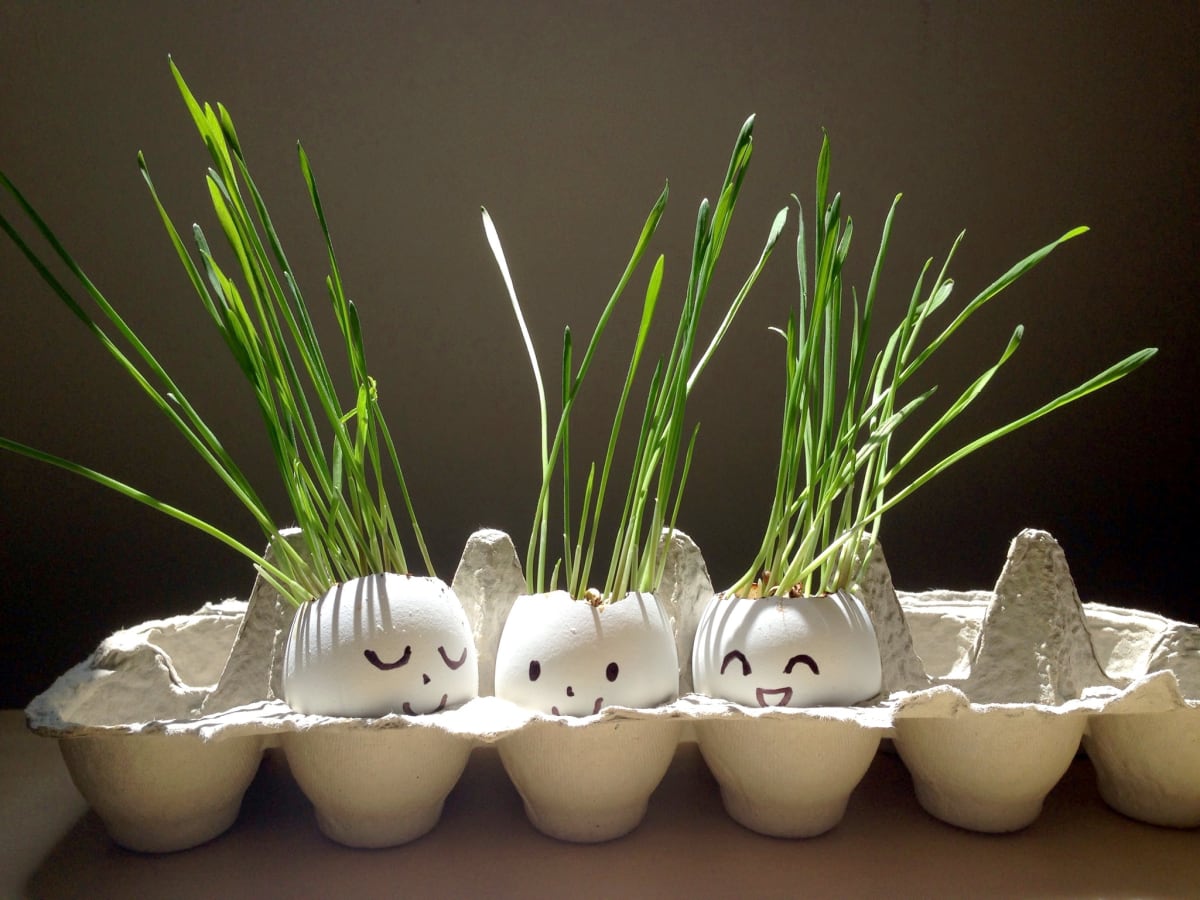 Plant Easter grass in eggshell planters