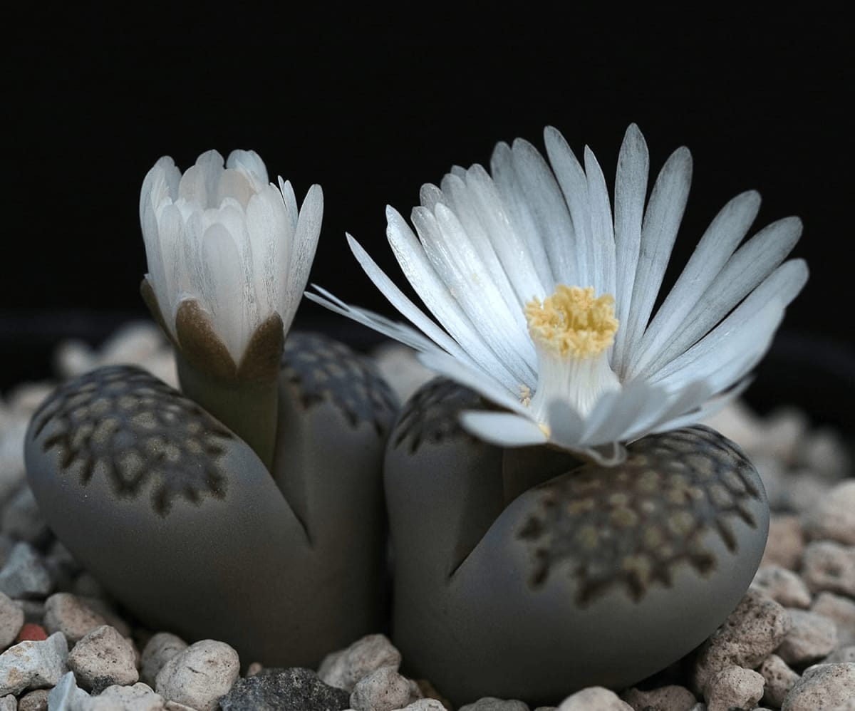 Lithops (Living Stones)