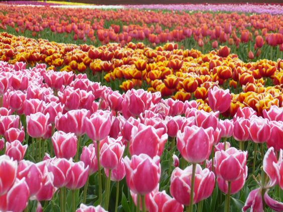 Tulip farms - Tasmania