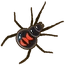 Widow Spider