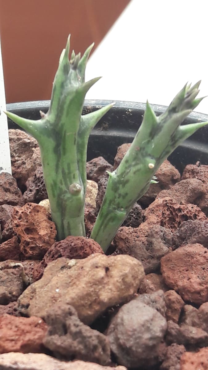 Orbea Dummeri