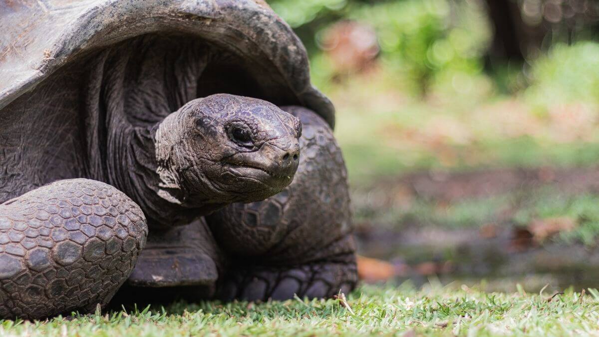 Giant Tortoise Enclosure