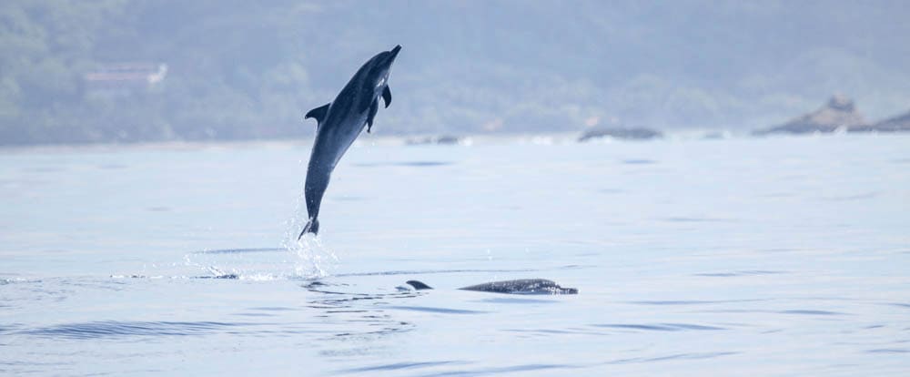 Dolphin/Whale Tour