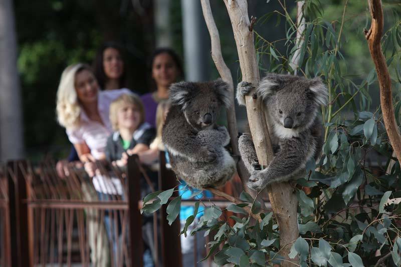 See the animals at Royal Melbourne Zoo