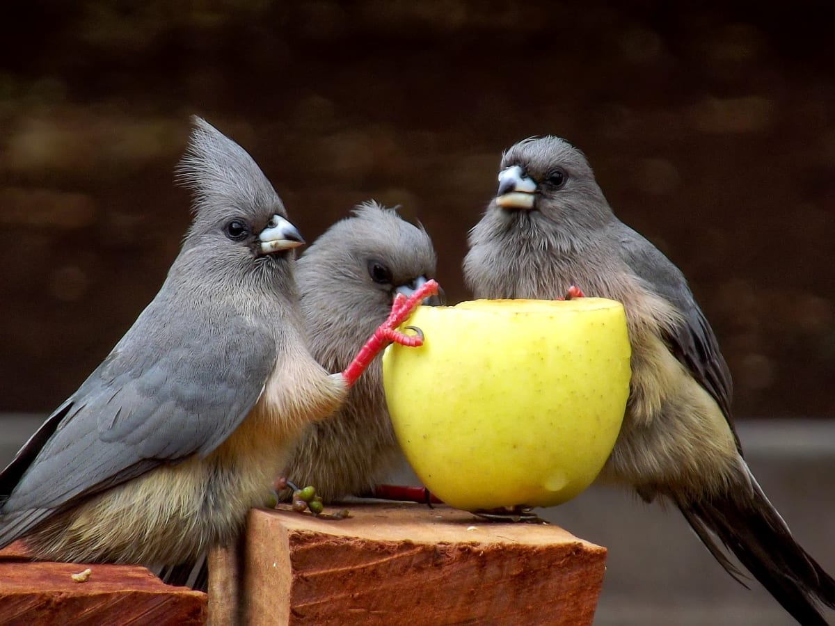 Coliiformes