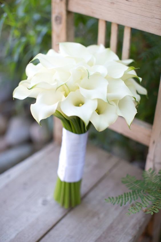 - Calla Lily