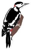 Great Spotted Woodpecker 3