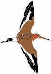 Black-Tailed Godwit 3