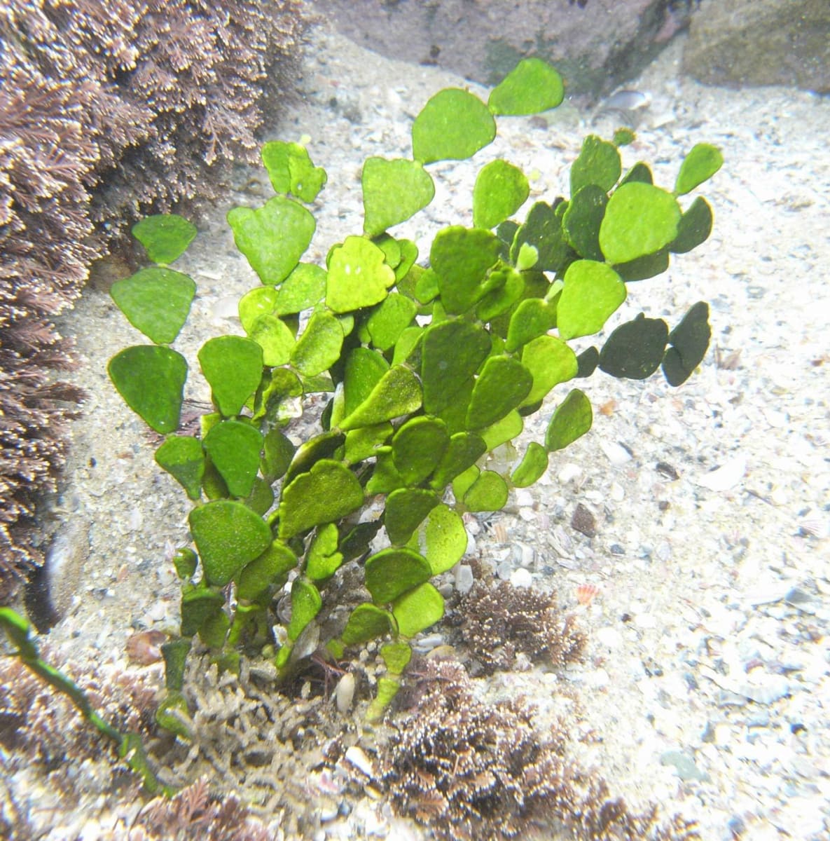 Halimeda Macro Algae Reef