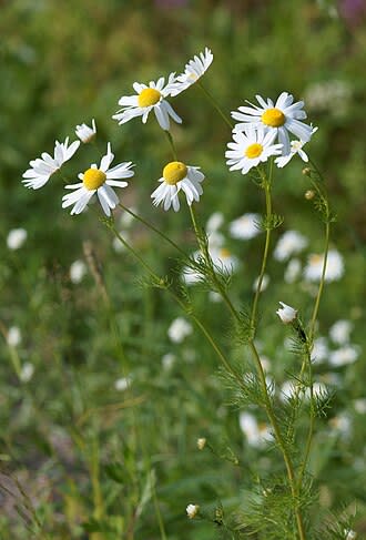 Chamomile for Anxiety, Sleep & Digestive Comfort - Chamomile (Matricaria chamomilla) is one of the most widely used medicinal herbs globally, with proven benefits for anxiety, insomnia, and digestive upset.