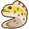 Yellow Moray Eel