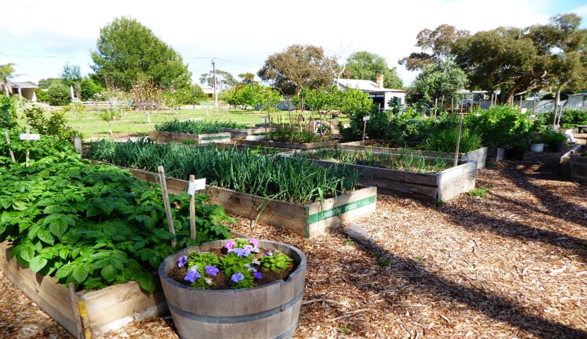 Participate in a community garden project and grow fresh produce.
