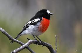 Scarlet Robin