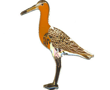 Black-Tailed Godwit 1