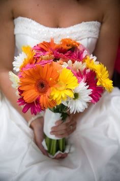 - Gerbera Daisy