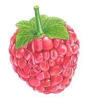 Your baby is about the size of a raspberry.