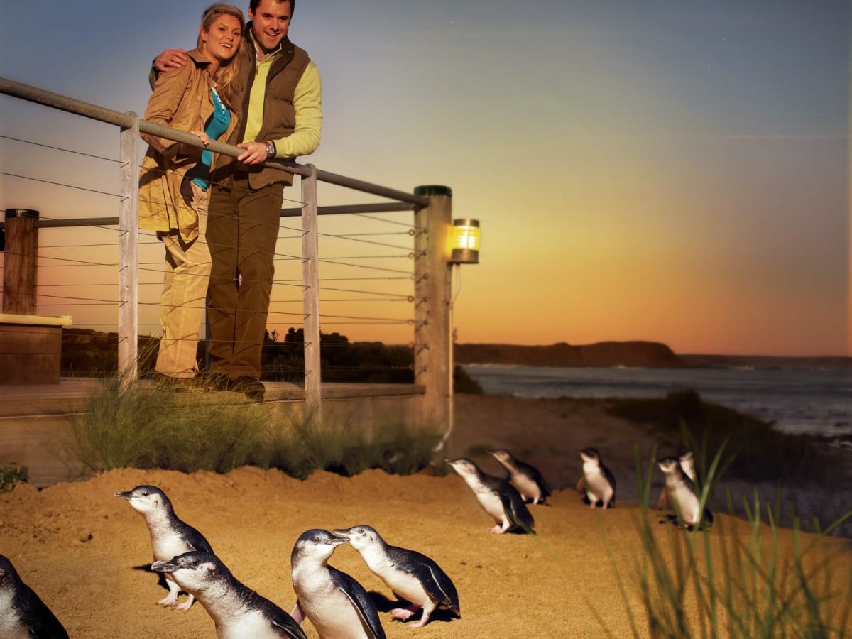 Take a day trip to Phillip Island to see penguins