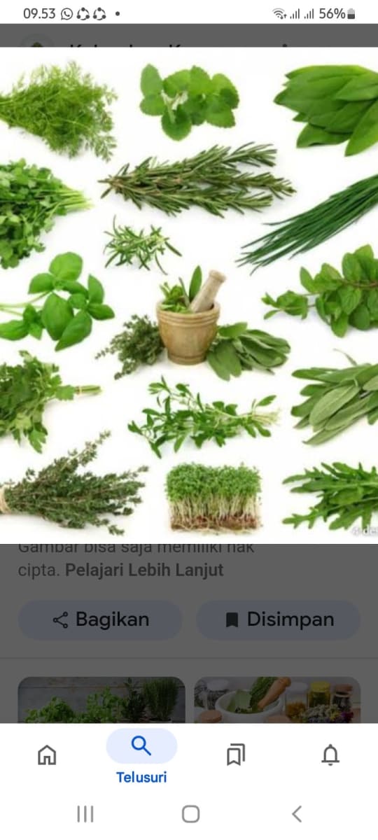Kumpulan tanaman obat obatan