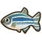 Zebra Fish