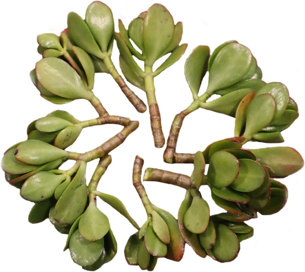 Crassula Ovata (Jade Plant)