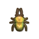 Stag Beetle