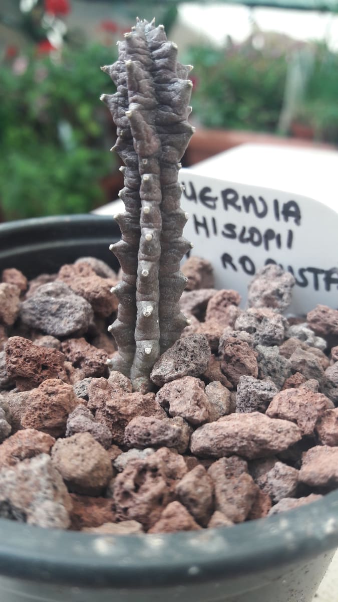 Huernia Hislopii subs. Robusta
