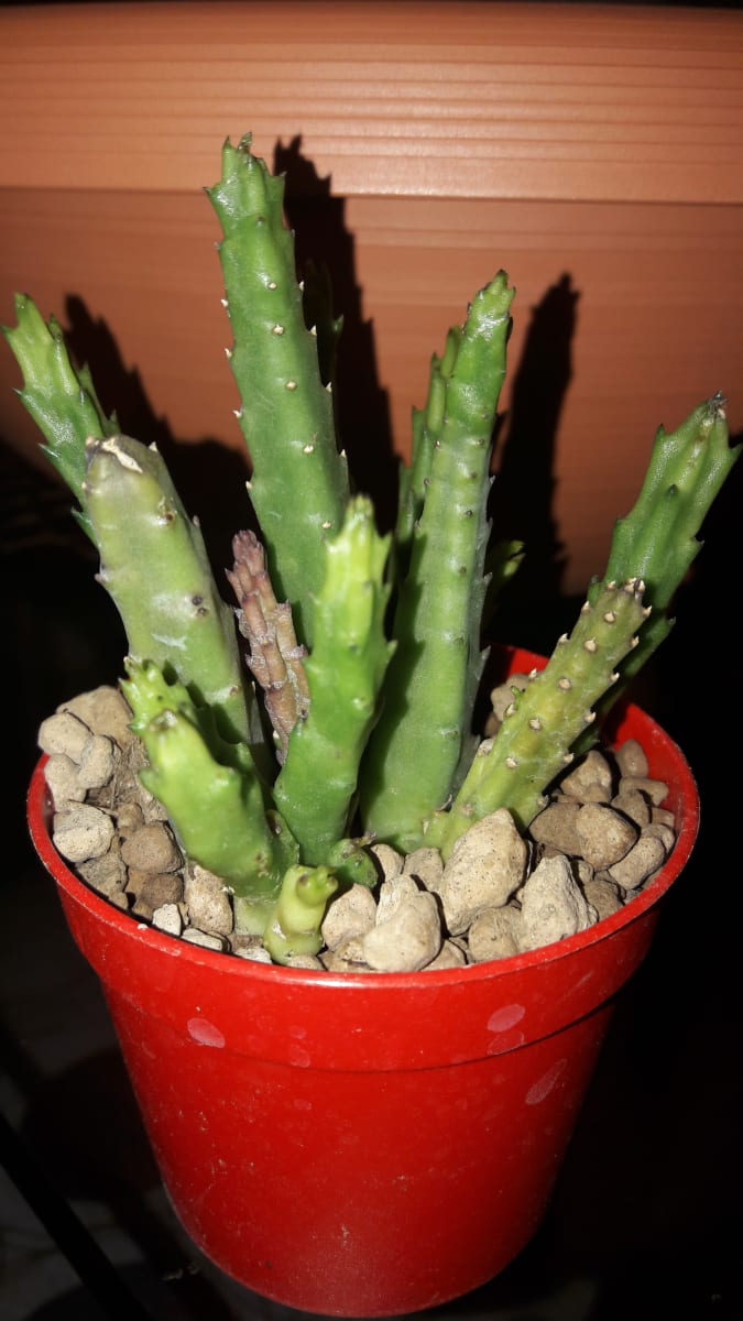 Stapelia Divaricata