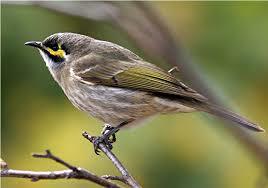 Yellow-faced Honeyeater