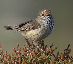 Brown Thornbill