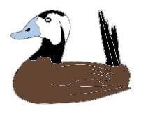 White-Headed Duck