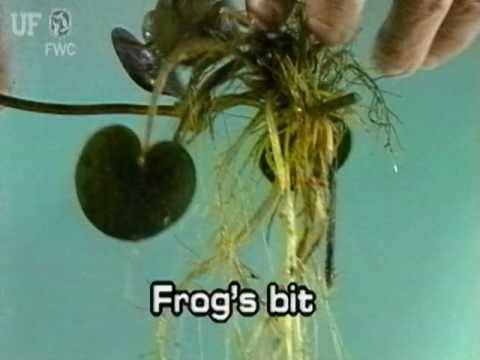 Frog's-bit