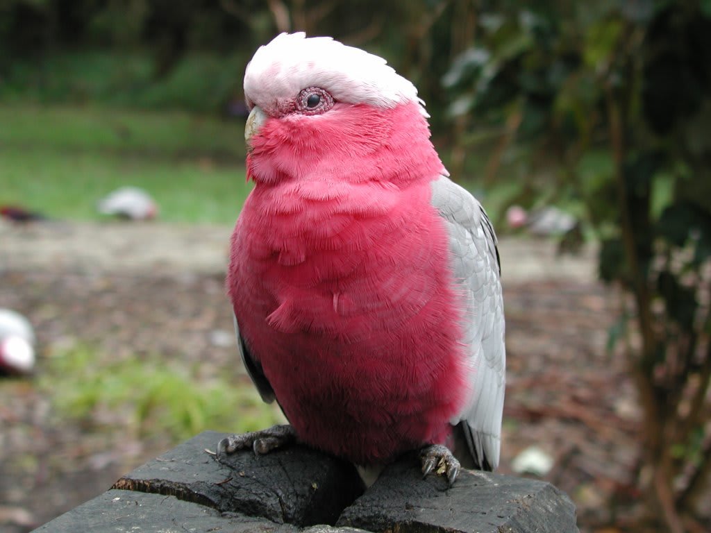 Galah