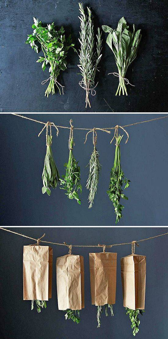 Harvest and dry or freeze herbs