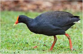 Dusky Moorhen