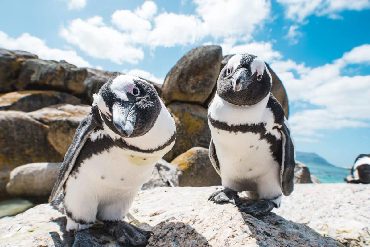 See Simon's Town and Boulders Beach Penguins