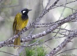 White-eared Honeyeater