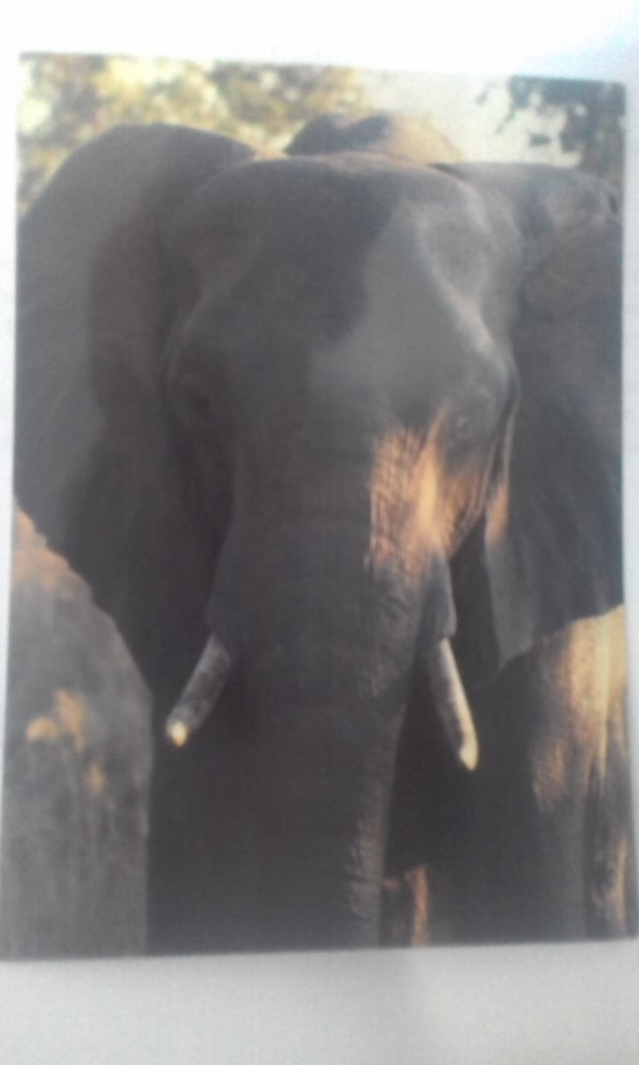 Elephant at Hwange