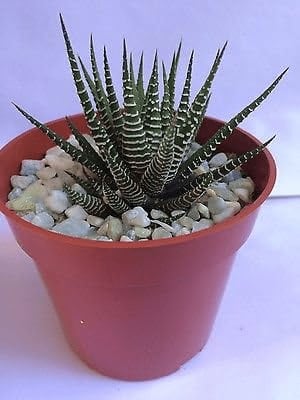 Haworthia