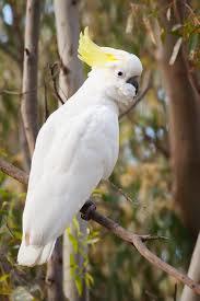 Sulphur-Crested Cockatoo