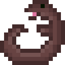 Conger