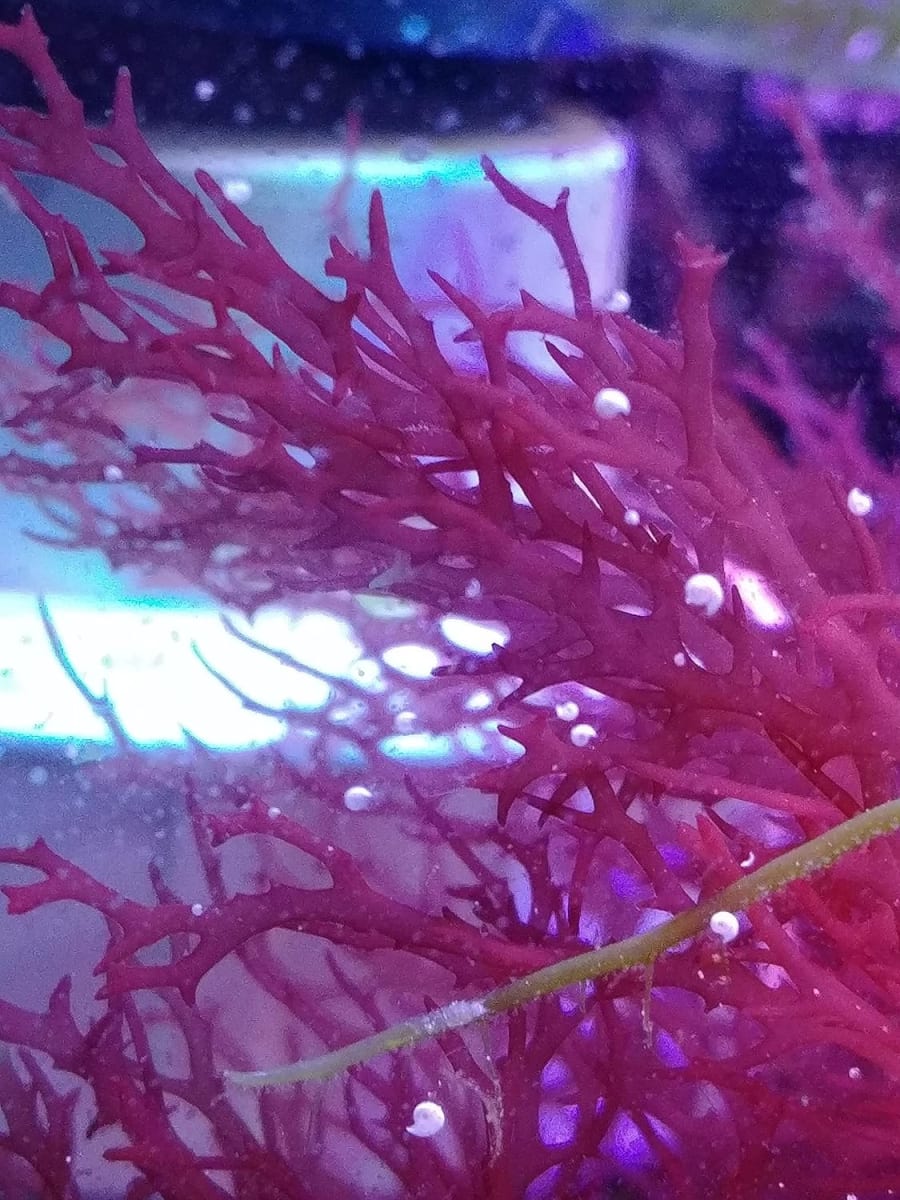 Red Parvispora Gracilaria