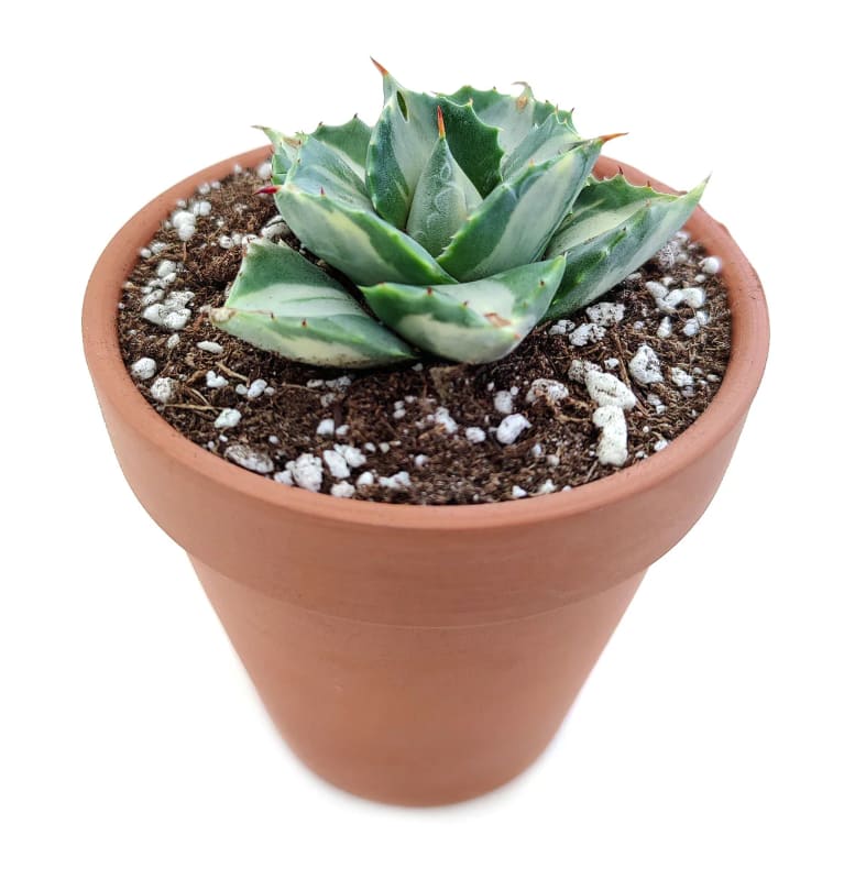 Agave