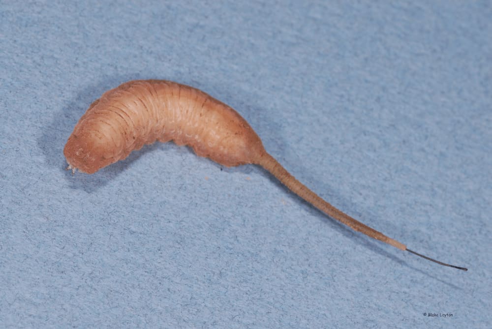 Rat-tailed maggot