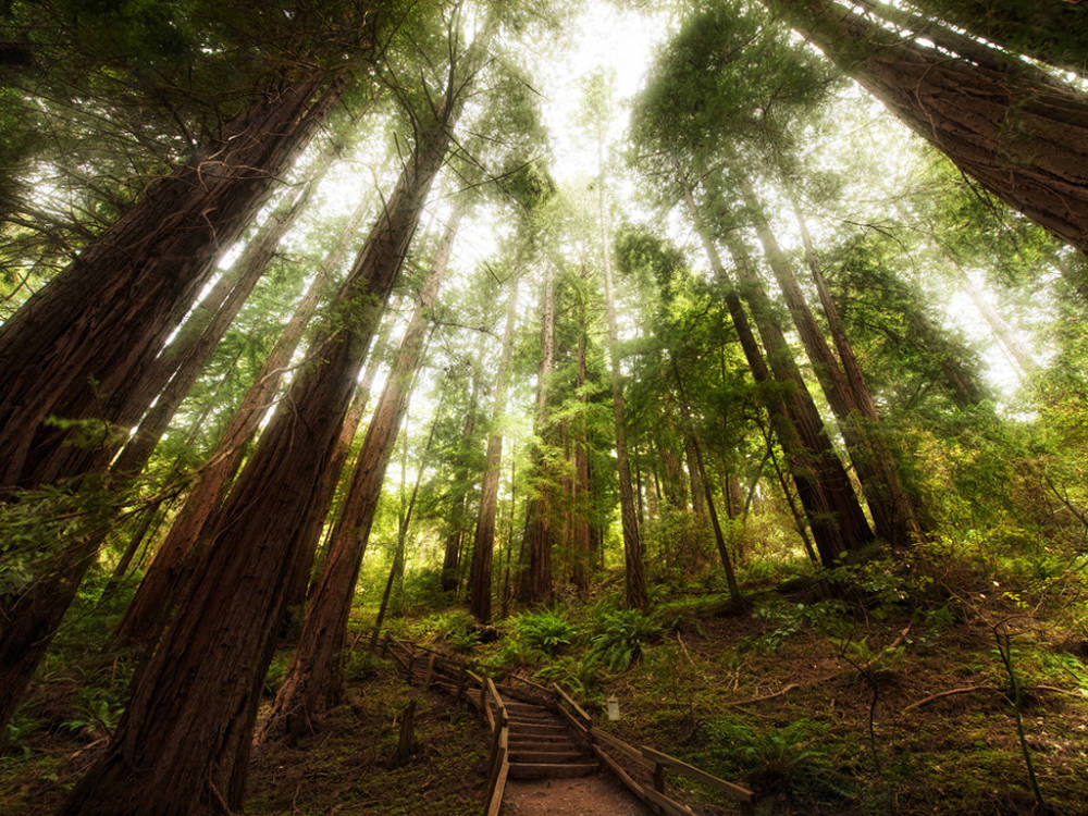 Enjoy the beaches, hiking, parks and gardens near Muir Woods National Monument