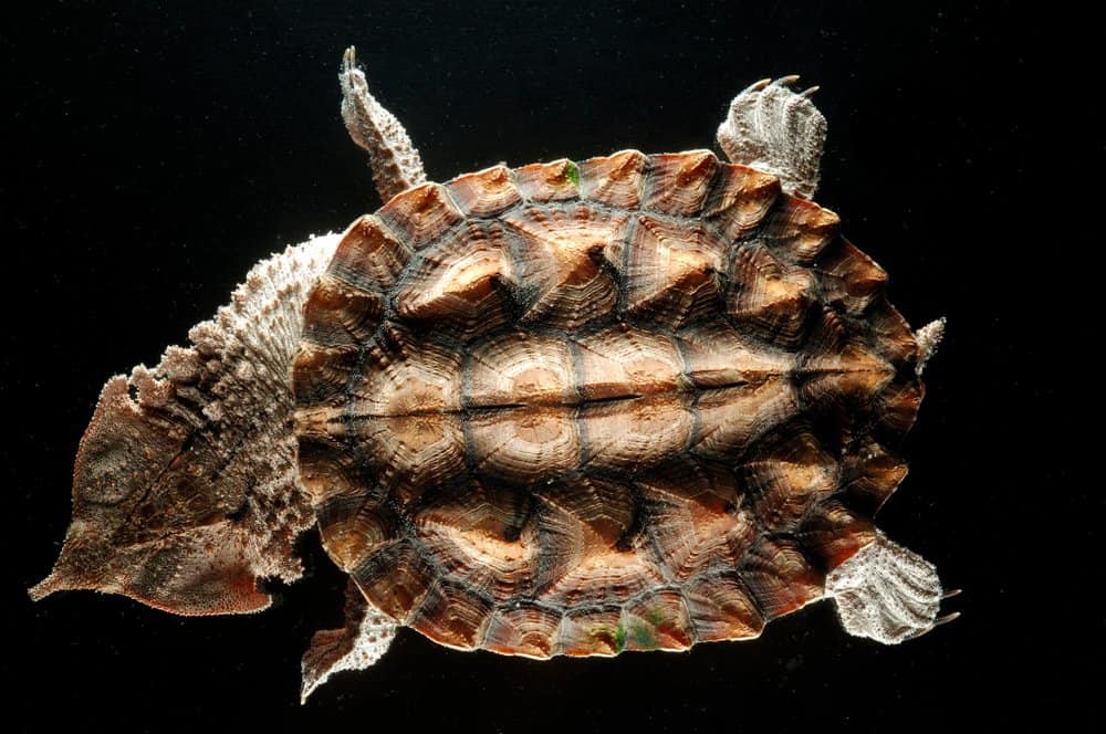 Matamata turtle
