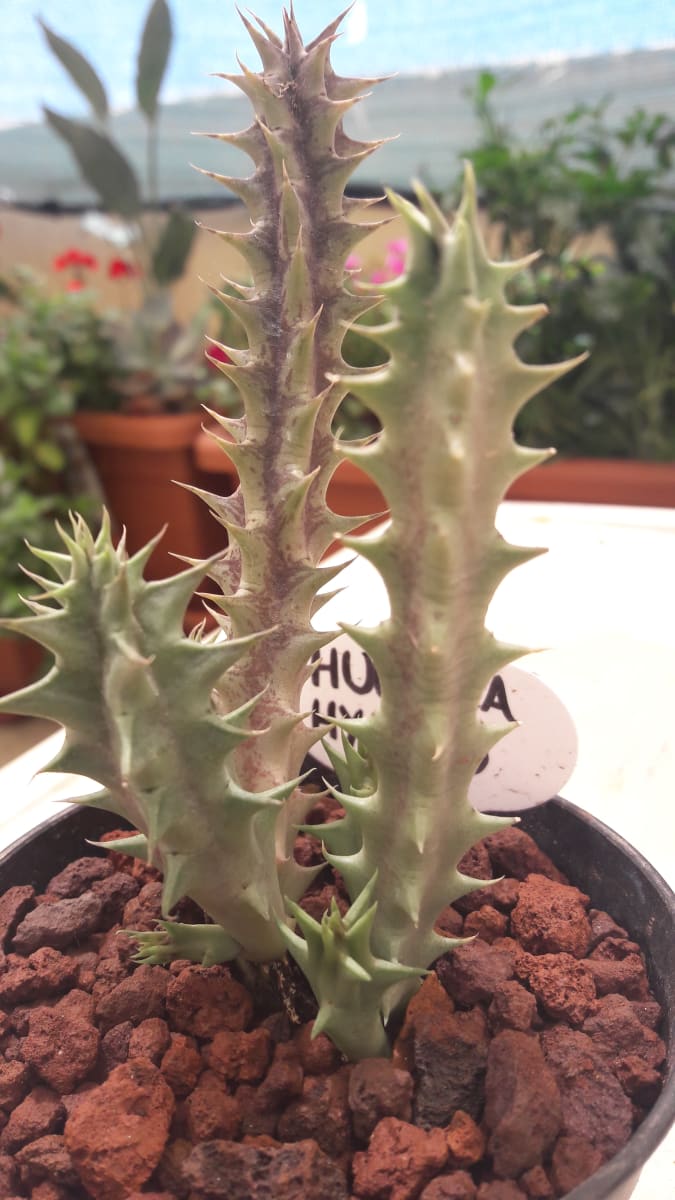 Huernia Hybrid
