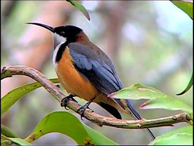 Eastern Spinebill