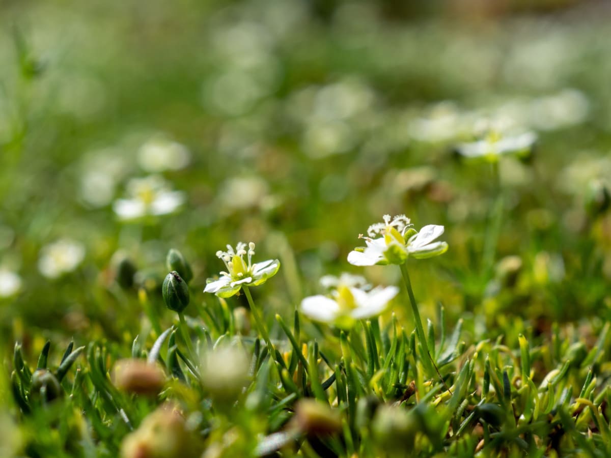 Irish Moss